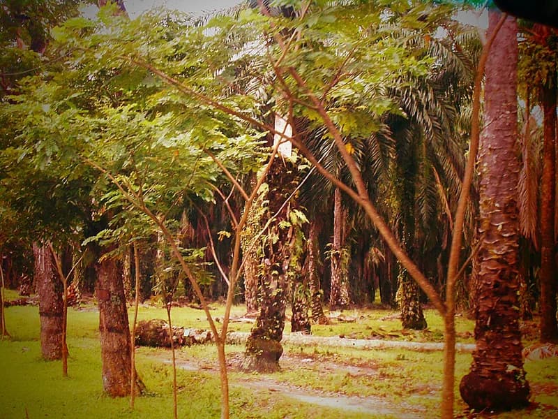 Serdang Bedagai